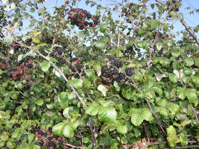 Photo of blackberry bush