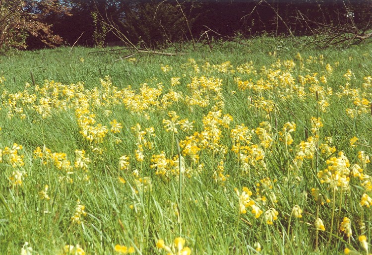 Photo of cowslips in the churchyard