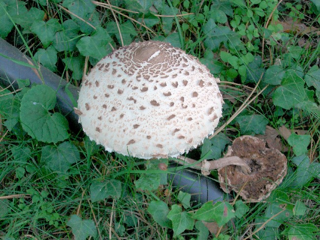 Photo of Fungi in Pettistree