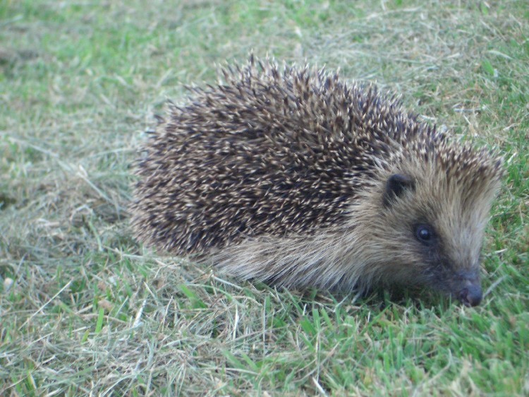 Photo of hedgehog in churchyard