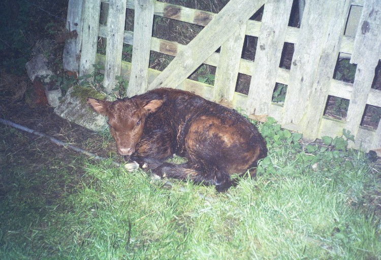 Photo of Pettistree Red Poll calf