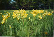 Photo of cowslips in the churchyard